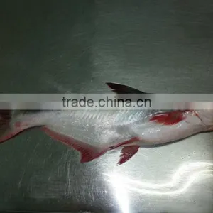 Frozen Pangasius/ Frozen Basa Fish/ Frozen Pangasius Fillet thumbnail-1
