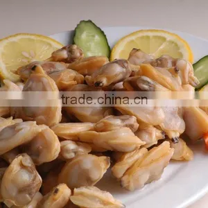 Short Neck Clam thumbnail-1