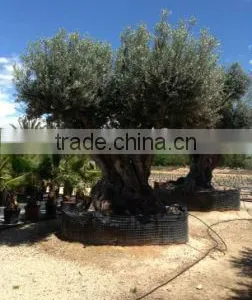 OLEA EUROPAEA Millenary thumbnail-1