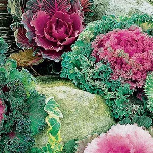 40-60cm Decoration Indoor House Plants Eco-Friendly Foliage Plants thumbnail-1