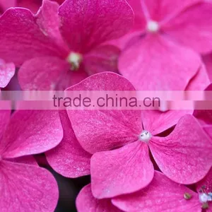 Super Quality Hot Sell Classical Orange Brown Hydrangea thumbnail-4
