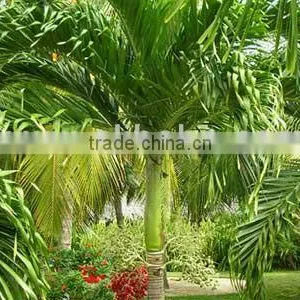 Veitchia Merrillii Christmas Palm thumbnail-1