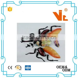 V-AM044 4D MASTER Bifurcated Beetle Specimens Anatomical Model thumbnail-3