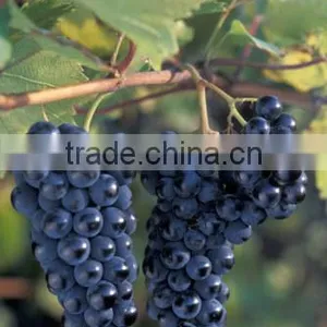 (20 Years Shanghai Factory) Hot Selling , New Arrival, Floriculture HDPE Vineyard Net on Semillon Vine , 33 GSM / 20101-33 thumbnail-5
