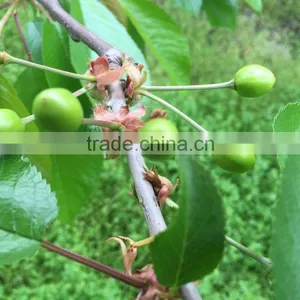 Import China Products Fresh Cherry High Quality Bagged thumbnail-4