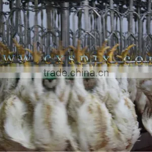 200-100000 Chicken Slaughter Line Slaughterhouse/poultry Abattoir thumbnail-2