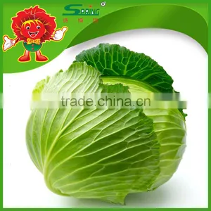 Brands Green Cabbage Cabbage Without Pollution thumbnail-2