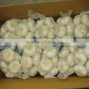Garlic thumbnail-1