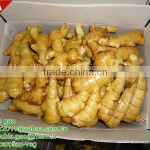 Buy Fresh Young Ginger(best Price) thumbnail-1
