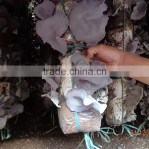 Dried Black Fungus; Champignon Noir; Mu-Err Pilze, Wood Ear Mushroom thumbnail-4
