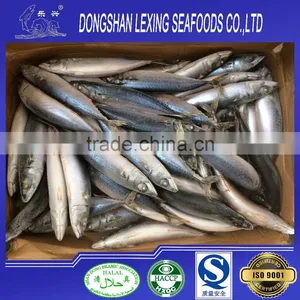 Frozen Whole Fish Pacific Mackerel thumbnail-2