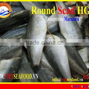 FROZEN ROUND SCAD HGT thumbnail-5