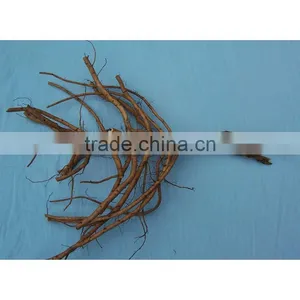 Tree Peony Plant Root 3 Years Old 2 Shoots (branches) thumbnail-1