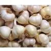 5.5cm Fresh Garlic thumbnail-1