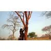 Gum Ararbic thumbnail-3