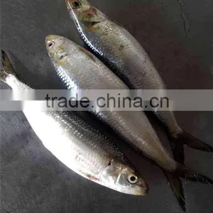 Frozen Sardine Fish Sardinella Longiceps From Pacific Ocean thumbnail-1