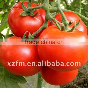 Brix 18-20% Tomato Paste thumbnail-1