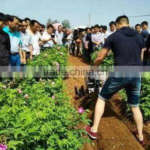 China Suppliers Strawberry Soil Cultivation Machine Oversea Service Equipment thumbnail-2