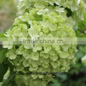 Hot Selling Fresh Cut Hydrangea With 50cm Long Stem thumbnail-1