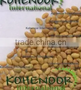 Alfalfa Lucerne Seeds thumbnail-1