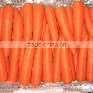 New Crop Chinese High Quality Fresh Carrot for Sale / Boil Carrots / to Make Carrot Cake thumbnail-3