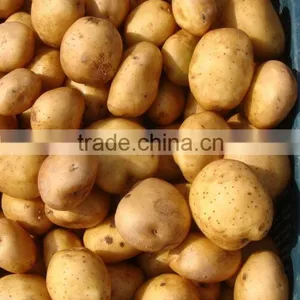 Pakistani High Quality Fresh Potato thumbnail-1