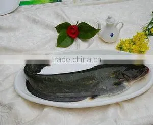 Frozen Catfish for African Market Sale thumbnail-1