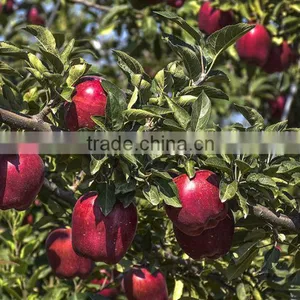 Juicy and Sweet Fresh Apple thumbnail-3