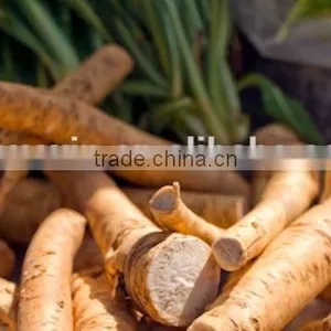 Dry Horseradish thumbnail-3