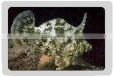 Fan-Bellied Leather Jacket Fish thumbnail-1