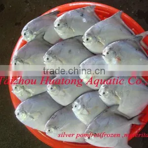 High Quality Delicious Fresh Silver Pomfret Fish thumbnail-1