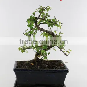 Sageretia 20cm Art thumbnail-1