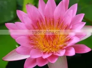 Nelumbo Nucifera Extract thumbnail-4