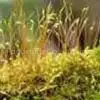 Fructus Rubi P.E. thumbnail-1