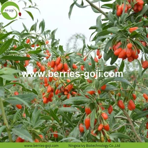 Factory Supply Nutrition Dried Lycium Chinensis thumbnail-2