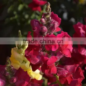 Quality Hot Selling Fresh Flowers Beautiful Snapdragon thumbnail-1
