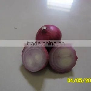 Small Red Onion thumbnail-1