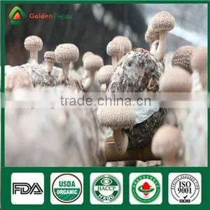 Wild and Cultivated Source and Whole Part Mushroom Spawn Growing Seed thumbnail-1