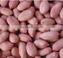 Import Export Cheap Peanut Kernel thumbnail-1