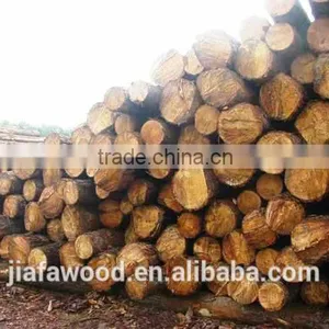 Southern Yellow Pine Logs thumbnail-6