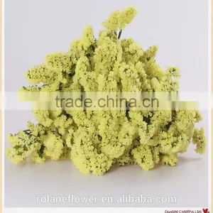 Bulk Supply Decorative Flower Fresh Cut Green Color Forget me Not Flowers thumbnail-2