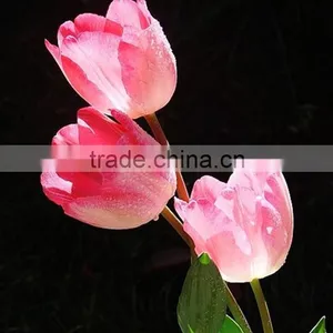 2016 A Quality Tulip Type Flower Bulbs Peonies Cut Flowers From China thumbnail-5