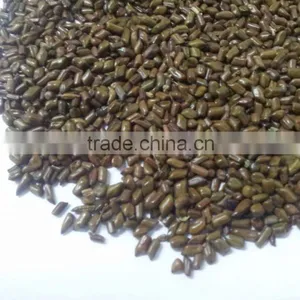 High Quality Cassia Semen/Cassia Tora Seeds in India - CTS thumbnail-2