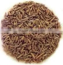 Caraway thumbnail-1