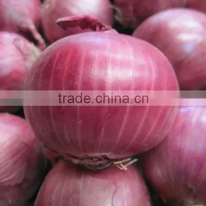 Fresh Organic Red Onion for Sale thumbnail-2