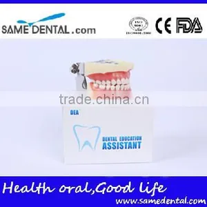 Detachable Dentition Model for School Education Dental Model thumbnail-5