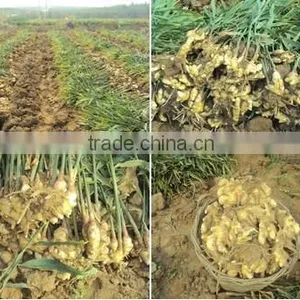 ORGANIC FRESH GINGER VIETNAM FOR GINGER SLICES thumbnail-3