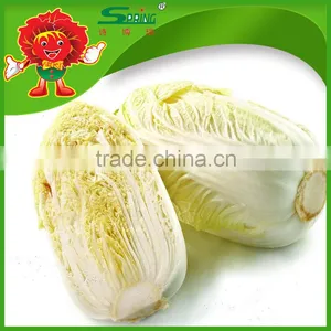 Wholesale Bulk Round Chinese Cabbage Vegetables thumbnail-1