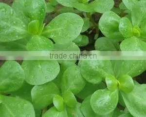 Purslane Made in Turkey thumbnail-1