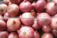 Fresh Onion thumbnail-1
